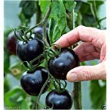 photo: You can buy Black tomatoes. kumato tomato - 25 Seeds - Slicing tomato - SPANISH Heirloom online, best price $4.99 ($0.20 / Count) new 2024-2023 bestseller, review