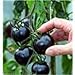 photo Black tomatoes. kumato tomato - 25 Seeds - Slicing tomato - SPANISH Heirloom 2024-2023