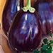 photo Eggplant Black Beauty Great Heirloom Vegetable 1,300 Seeds 2024-2023