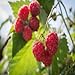 photo Polka Raspberry - 5 Red Raspberry Plants - Everbearing - Organic Grown - 2024-2023