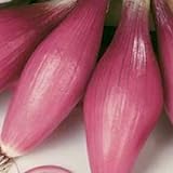 photo: You can buy Rossa Lunga Torpedo Onion Seeds- Heirloom Italian Variety- 200+ Seeds online, best price $2.99 new 2024-2023 bestseller, review