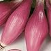 photo Rossa Lunga Torpedo Onion Seeds- Heirloom Italian Variety- 200+ Seeds 2024-2023