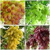 photo: You can buy Elwyn 50pcs Finger Grape Fruit Seeds online, best price $14.99 new 2024-2023 bestseller, review