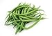 photo Tendergreen Green Bean Seeds, 50 Heirloom Seeds Per Packet, Non GMO Seeds 2024-2023