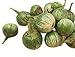 foto Thai-Aubergine -Solanum virginianum- 100 Samen 2024-2023