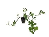 photo: You can buy Ornamental Peanut Grass - Arachis Glabrata - 10 Live Plants - 2