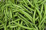 foto: comprar Verde semilla de frijol: Furano haba verde semillas frescas Semilla !!!! (100 + semillas) on-line, mejor precio 17,40 € nuevo 2024-2023 éxito de ventas, revisión