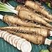foto Genipap 20 Semillas de hortalizas de rábano picante ruso Blanco. 2024-2023