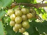 foto: comprar Las semillas de Vitis rotundifolia bronce moscatel de uva! on-line, mejor precio 17,40 € nuevo 2024-2023 éxito de ventas, revisión