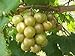 foto Las semillas de Vitis rotundifolia bronce moscatel de uva! 2024-2023