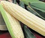 photo: You can buy Silver Queen Sweet Corn Seed 1lb online, best price $34.97 ($2.19 / Ounce) new 2024-2023 bestseller, review