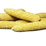photo: You can buy Sweet Corn Honey 'N Pearl F1 - Insect Guard Treated Vegetable Seeds - 1,000 Seeds online, best price $15.99 new 2024-2023 bestseller, review