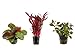 foto Tropica Pflanzen Set 3 schöne rote Topf Pflanzen Aquariumpflanzenset Nr.12 Wasserpflanzen Aquarium Aquariumpflanzen 2024-2023