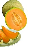 photo: You can buy Burpee Hale's Best Jumbo Cantaloupe Melon Seeds 200 seeds online, best price $6.20 new 2024-2023 bestseller, review