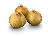 photo: You can buy Texas Early Grano Onions Seeds, 300 Heirloom Seeds Per Packet, Non GMO Seeds, Botanical Name: Allium cepa, Isla's Garden Seeds online, best price $5.99 ($0.02 / Count) new 2024-2023 bestseller, review