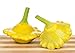 foto Gelbe Ufo Zucchini Yellow Squash - 20 Samen 2024-2023