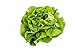photo 500 Buttercrunch Lettuce Seeds for Planting - Heirloom Non-GMO Vegetable Seeds for Planting - Hydroponics - Microgreens - AKA Butterhead Lettuce, Boston Lettuce, Bibb Lettuce 2024-2023