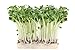 foto 500 g Rettich Samen Bio Keimsaat “Daikon” für Sprossen Microgreens Vegan Rohkost 2024-2023