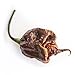 photo Pepper Joe’s Trinidad Scorpion Chocolate Cappuccino Pepper Seeds ­­­­­– Pack of 10+ Rare Superhot Chili Pepper Seeds – USA Grown ­– Premium Cappuccino Scorpion Seeds for Planting 2024-2023