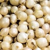 photo: You can buy (20) Sweet White Ebanezer Onion Sets for Growing Your Own Onions for Great Tasting Vegetables online, best price $10.69 new 2024-2023 bestseller, review