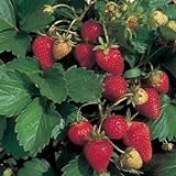 photo: You can buy 100 ALPINE STRAWBERRY Fragaria Vesca Fruit Berry Seeds online, best price $3.00 ($0.03 / Count) new 2024-2023 bestseller, review