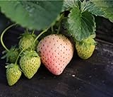 photo: You can buy Heirloom Milk Strawberry 200+ Seeds online, best price $7.50 ($0.04 / Count) new 2024-2023 bestseller, review