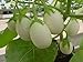 photo 25 Pianta Delle Uova Seeds, Excellent italian Small white Eggplant 2024-2023