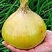 photo Ailsa Craig Exhibition Onions Seeds (25+ Seeds) 2024-2023