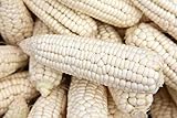foto: jetzt Weisser Mais - Zuckermais - 40 Samen - sehr süßer asiatischer Maissamen Online, bester Preis 3,49 € neu 2024-2023 Bestseller, Rezension
