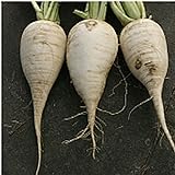 photo: You can buy German Beer Radishes Seeds (20+ Seeds) | Non GMO | Vegetable Fruit Herb Flower Seeds for Planting | Home Garden Greenhouse Pack online, best price $3.69 ($0.18 / Count) new 2024-2023 bestseller, review