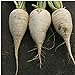 photo German Beer Radishes Seeds (20+ Seeds) | Non GMO | Vegetable Fruit Herb Flower Seeds for Planting | Home Garden Greenhouse Pack 2024-2023
