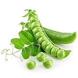 photo: You can buy Earthcare Seeds Pea Alaska Early Spring Bush 100 Seeds (Pisum sativum) - Heirloom - Open Pollinated - Non GMO - Earthcare Seeds online, best price $7.95 ($0.08 / Count) new 2024-2023 bestseller, review