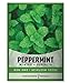 photo Peppermint Seeds for Planting is A Heirloom, Open-Pollinated, Non-GMO Herb Variety- Great for Indoor and Outdoor Gardening and Herbal Tea Gardens by Gardeners Basics 2024-2023