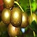 photo 20 Seeds of Bronze White Muscadine Grape Seeds Wine OR Fresh Grapes 2024-2023