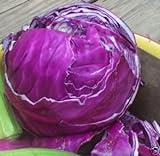photo: You can buy Cabbage Red Acre Great Heirloom Vegetable by Seed Kingdom 700 Seeds online, best price $1.95 new 2024-2023 bestseller, review