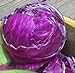 photo Cabbage Red Acre Great Heirloom Vegetable by Seed Kingdom 700 Seeds 2024-2023