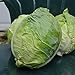 photo Danish Ballhead Cabbage - 100 Seeds - Heirloom & Open-Pollinated Variety, Non-GMO Vegetable Seeds for Planting Outdoors in The Home Garden, Thresh Seed Company 2024-2023