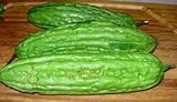photo: You can buy Chinese Bitter Melon Green Skin Seeds (Foo GWA) by Stonysoil Seed Company online, best price $8.75 new 2024-2023 bestseller, review
