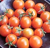 photo: You can buy Sweetest Cherry Tomato Seeds for Planting-Orange Sun Gold.Non GMO Garden Seeds for Planting Vegetables Seeds at Home Vegetable Garden and Hydroponics Seed Pods:10ct Sungold Cherry Tomato Plant Seeds online, best price $2.99 ($0.30 / Count) new 2024-2023 bestseller, review
