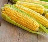 photo: You can buy Sweet Corn Seeds for Planting - Kandy Korn Sweet Corn Seed- 300 Count online, best price $14.98 ($0.05 / Count) new 2024-2023 bestseller, review