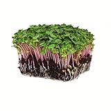 photo: You can buy Radish Sprouting Seed - Red Arrow Variety - 1 Lb Seed Pouch - Heirloom Radish Sprouts - Non-GMO Sprouting and Microgreens online, best price $19.58 new 2024-2023 bestseller, review