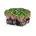 photo Radish Sprouting Seed - Red Arrow Variety - 1 Lb Seed Pouch - Heirloom Radish Sprouts - Non-GMO Sprouting and Microgreens 2024-2023