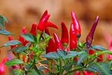 photo: You can buy Tabasco Hot Peppers Seeds, 1000+ Premium Heirloom Seeds, 90% Germination Rates Hot and Full of Flavor! A Must Have for Your Home Garden!, Non GMO, Highest online, best price $10.55 new 2024-2023 bestseller, review