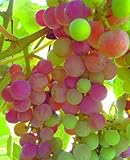 photo: You can buy Great Tasting Sweet Table Grapes, Mars Seedless #1 Size Plant 8-12