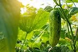 photo: You can buy Spacemaster 80 Cucumber Seeds - 50 Seeds Non-GMO online, best price $1.29 new 2024-2023 bestseller, review