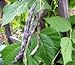 photo Heirloom Rattlesnake Pole Bean Seeds by Stonysoil Seed Company 2024-2023