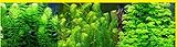 foto: comprar Plantas DE Acuario Lote 3 VARIEDADES EGERIA NAJAS, AMBULIA, Cola DE Zorro. on-line, mejor precio 15,25 € nuevo 2024-2023 éxito de ventas, revisión