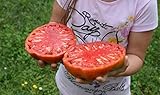 foto: comprar Portal Cool 25 semillas de tomate gigante filete (filete de Super Tomate) on-line, mejor precio 3,99 € nuevo 2024-2023 éxito de ventas, revisión