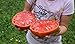 foto Portal Cool 25 semillas de tomate gigante filete (filete de Super Tomate) 2024-2023