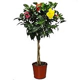 photo: You can buy Braided Hibiscus Tree - Mixed (3 to 4 Flower Colors) - Overall Height 44
